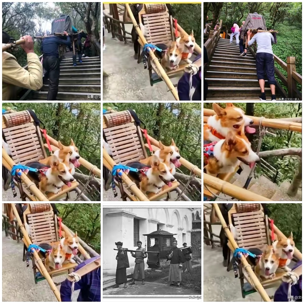 狗坐轿子本无错,错的是人的观念,纠正之后一切就顺眼多了!