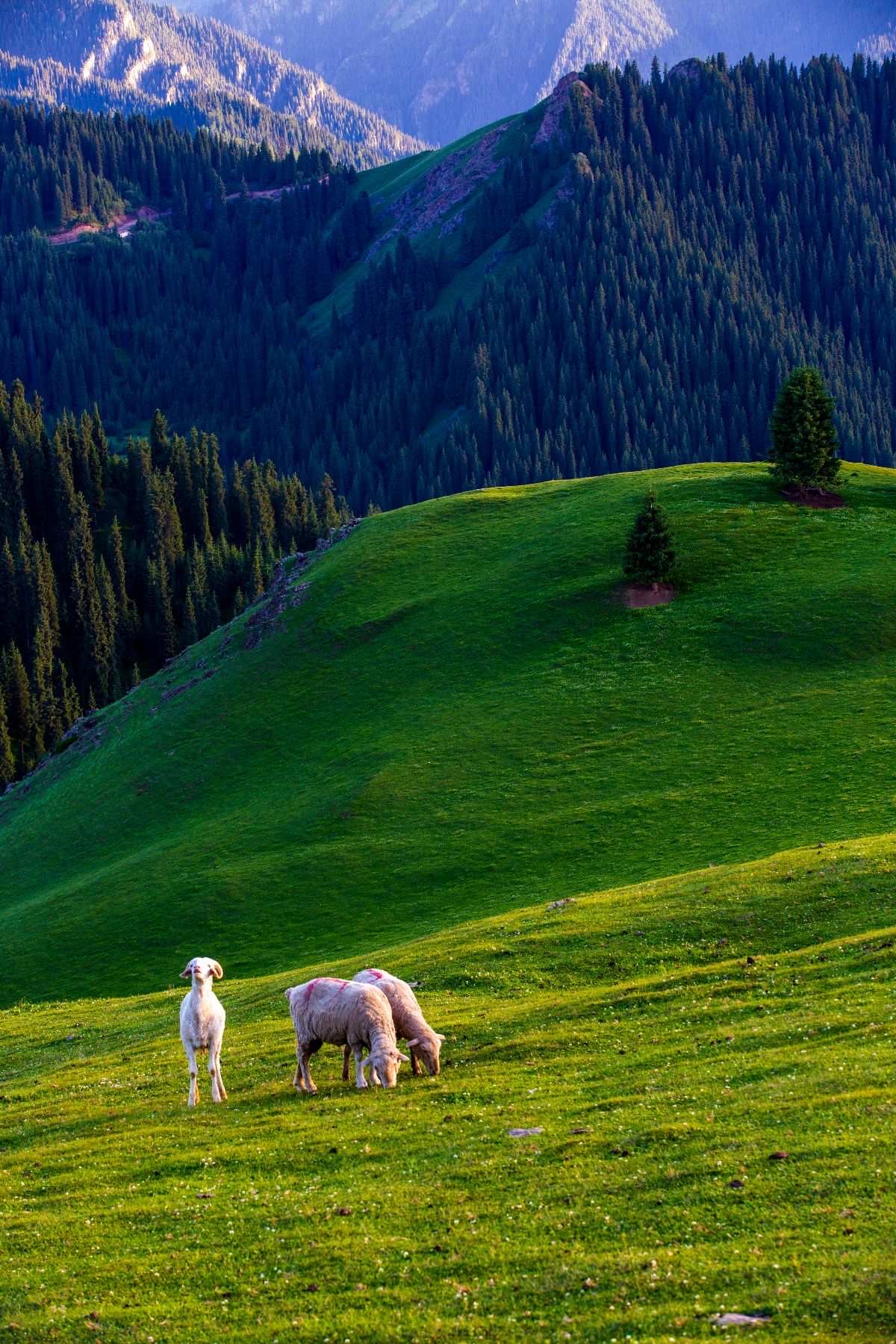 新疆奇台县境内的江布拉克草原,不同的季节会给你带来不同的享受.