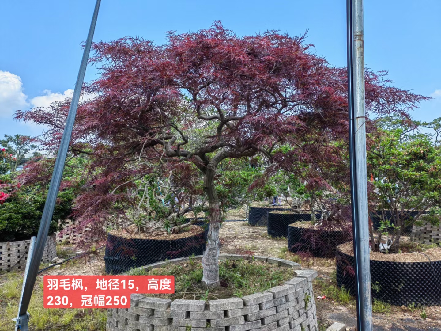 庭院栽上一棵羽毛枫,邻居看了都称赞