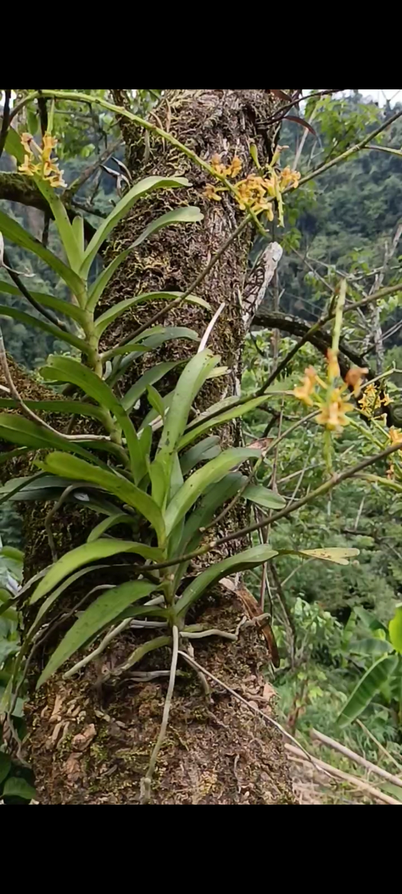《大序隔距兰》国家保护植物