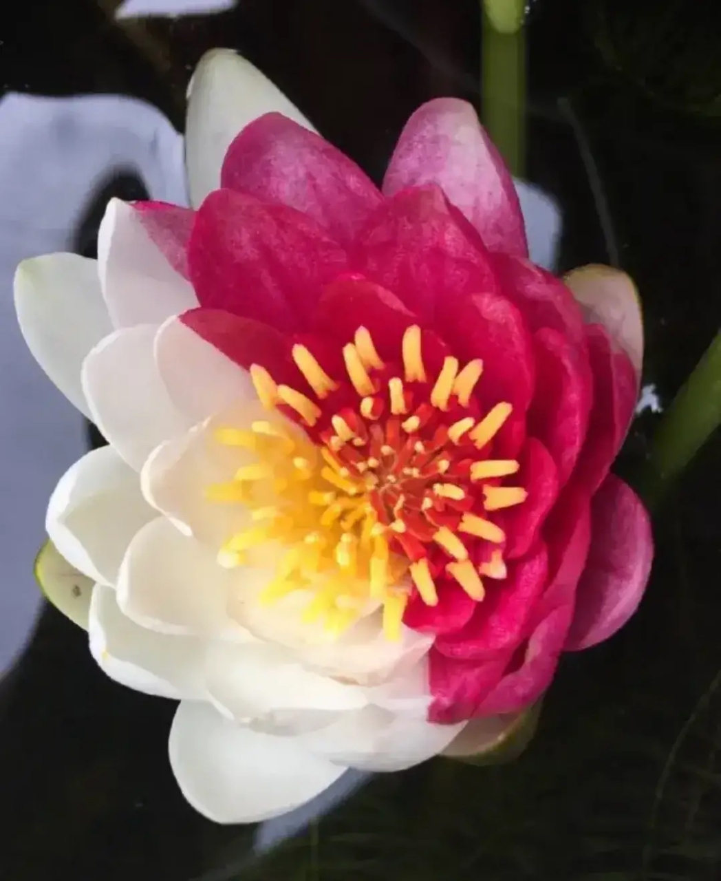 成都一公园开出红黄对称双色睡莲#分享图片——最美双色睡莲!
