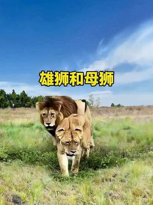 雄狮为什么害怕母狮