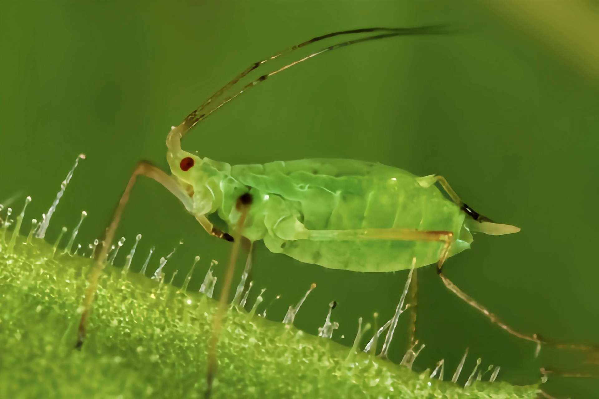 每天认识一种昆虫——桃蚜 桃蚜又名麦蚜,烟蚜,桃赤蚜,是半翅目,蚜科