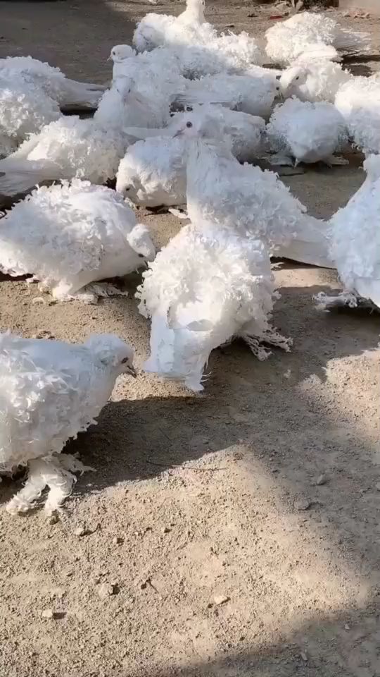 芙蓉鸽子简介图片