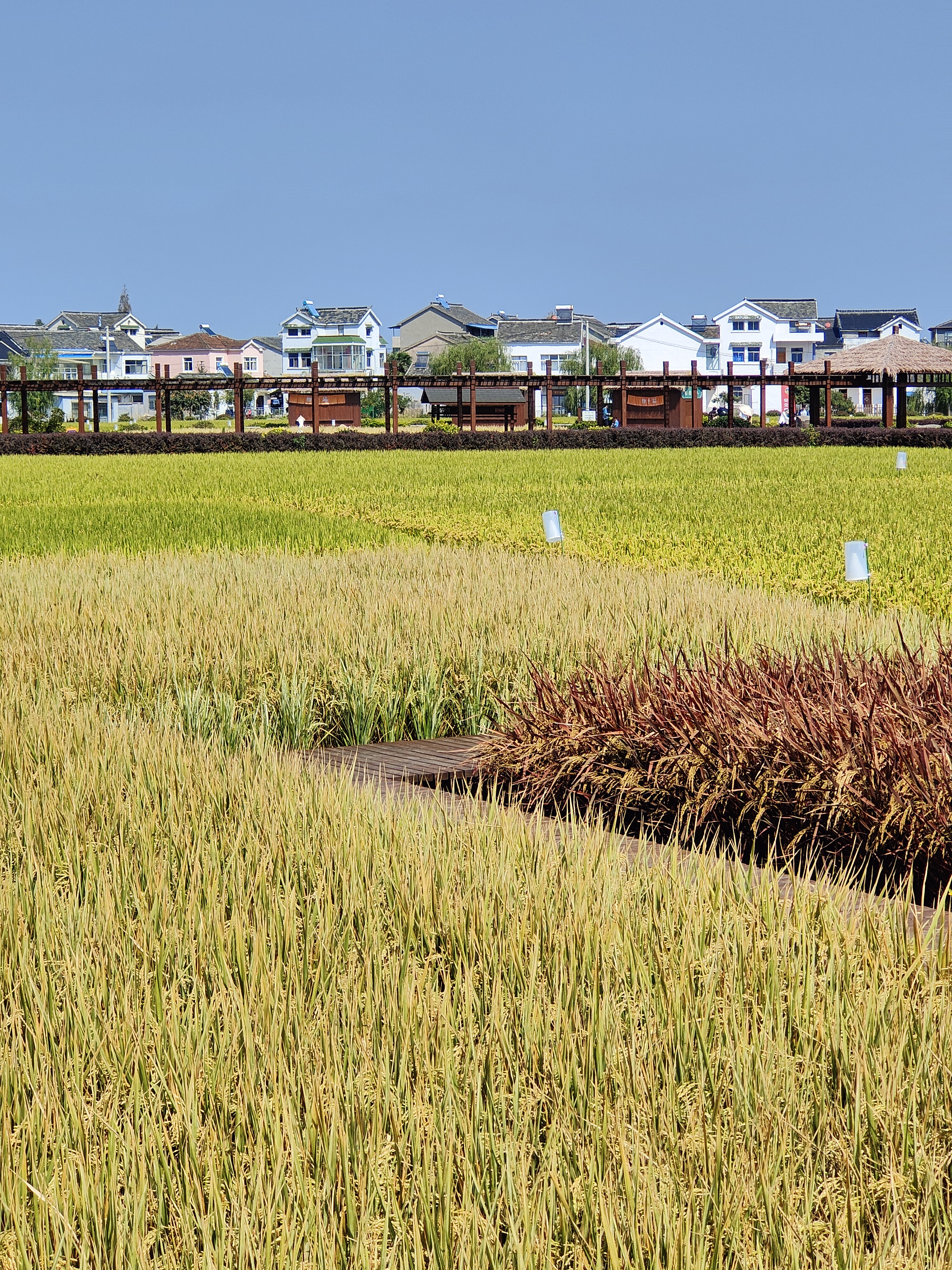 江宁湖熟水稻示范园