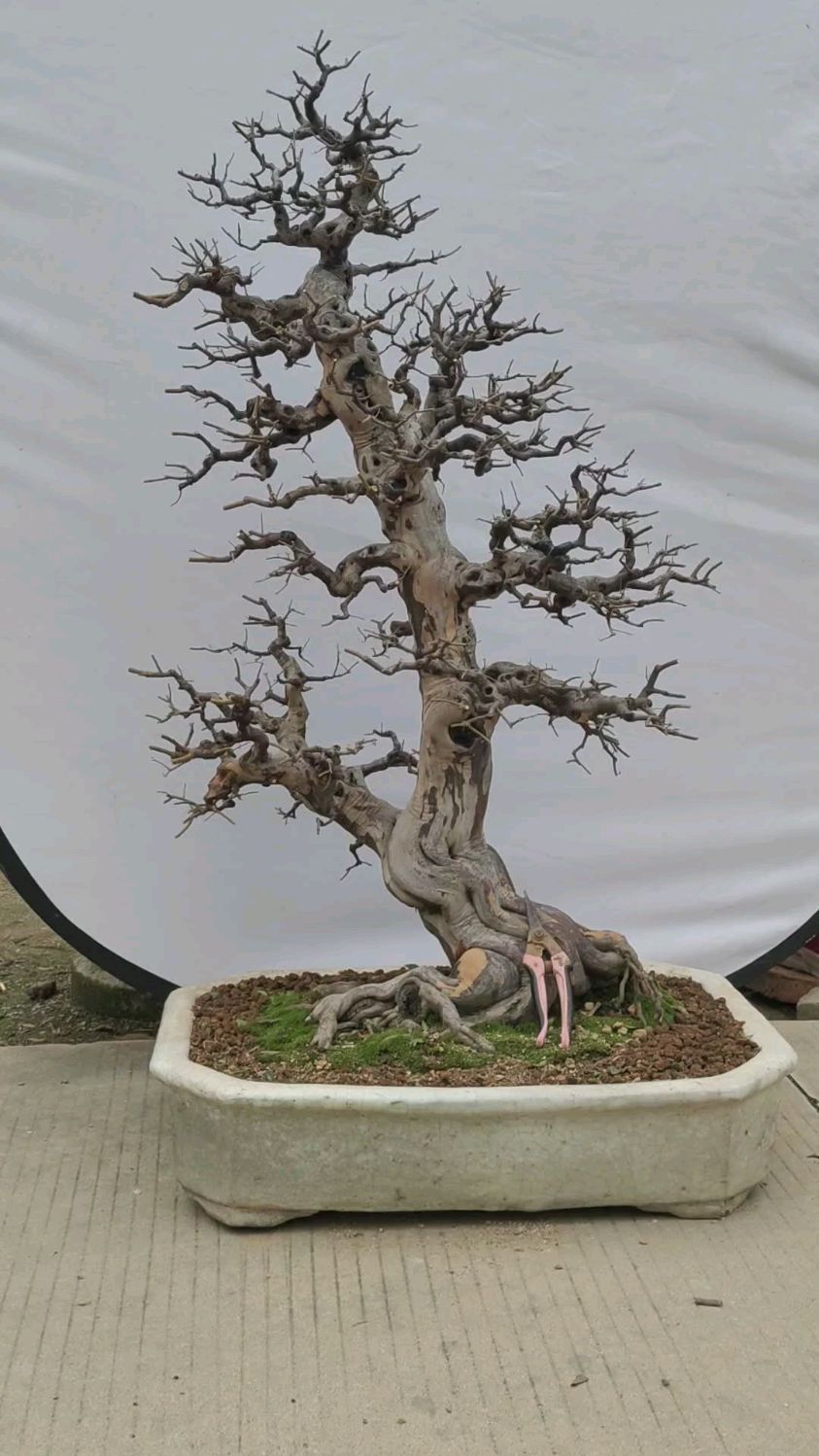 老师傅养了几十年的雀梅盆景