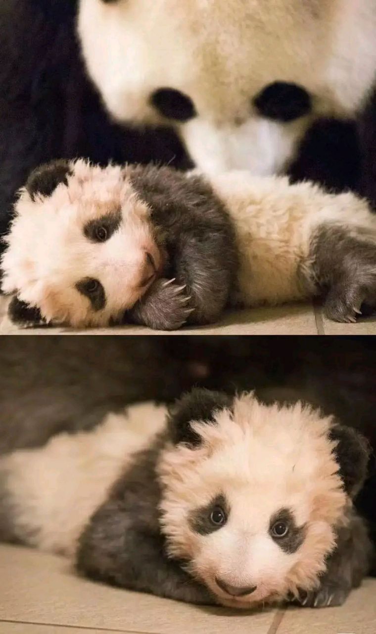 熊猫界的泰迪熊圆梦真的是太可爱啦[求抱抱] 妈呀,我的心上熊又多了一