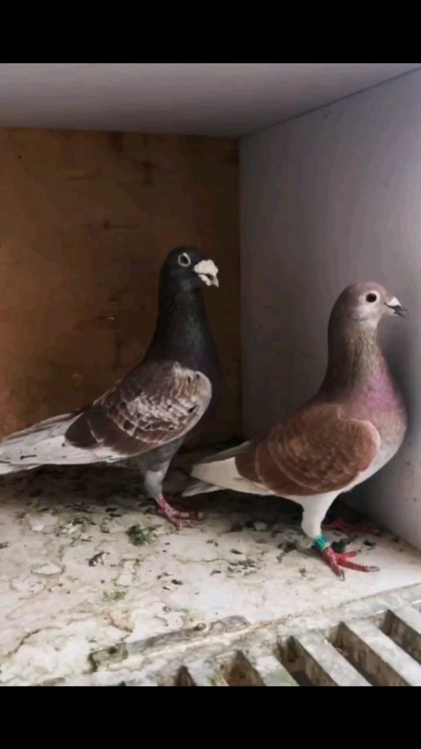 台湾强速鸽舍詹森红狐狸家族