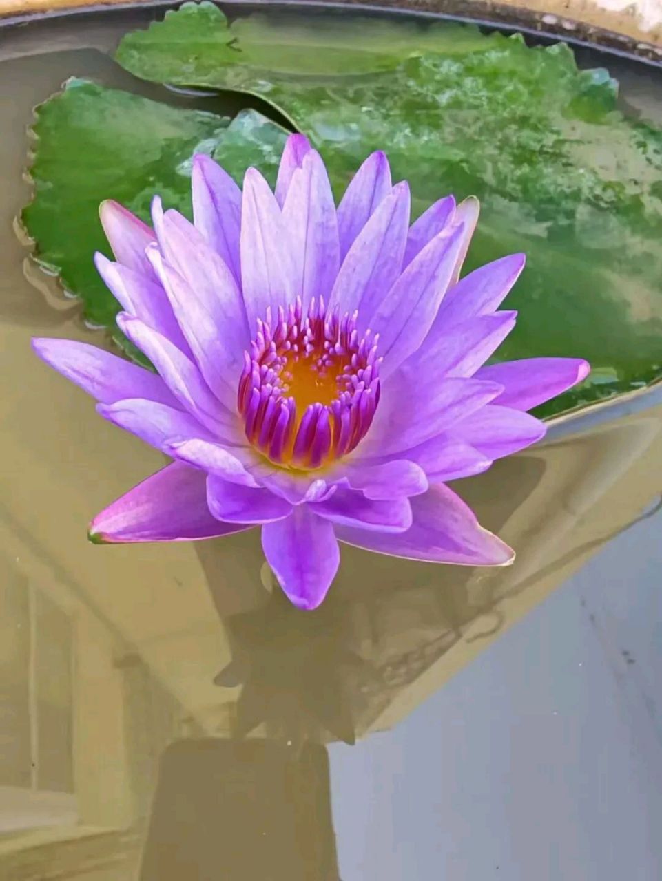 刘国梁任性,一变再变,球迷炸锅 表面看的确是小事一桩,谁去参加单打都