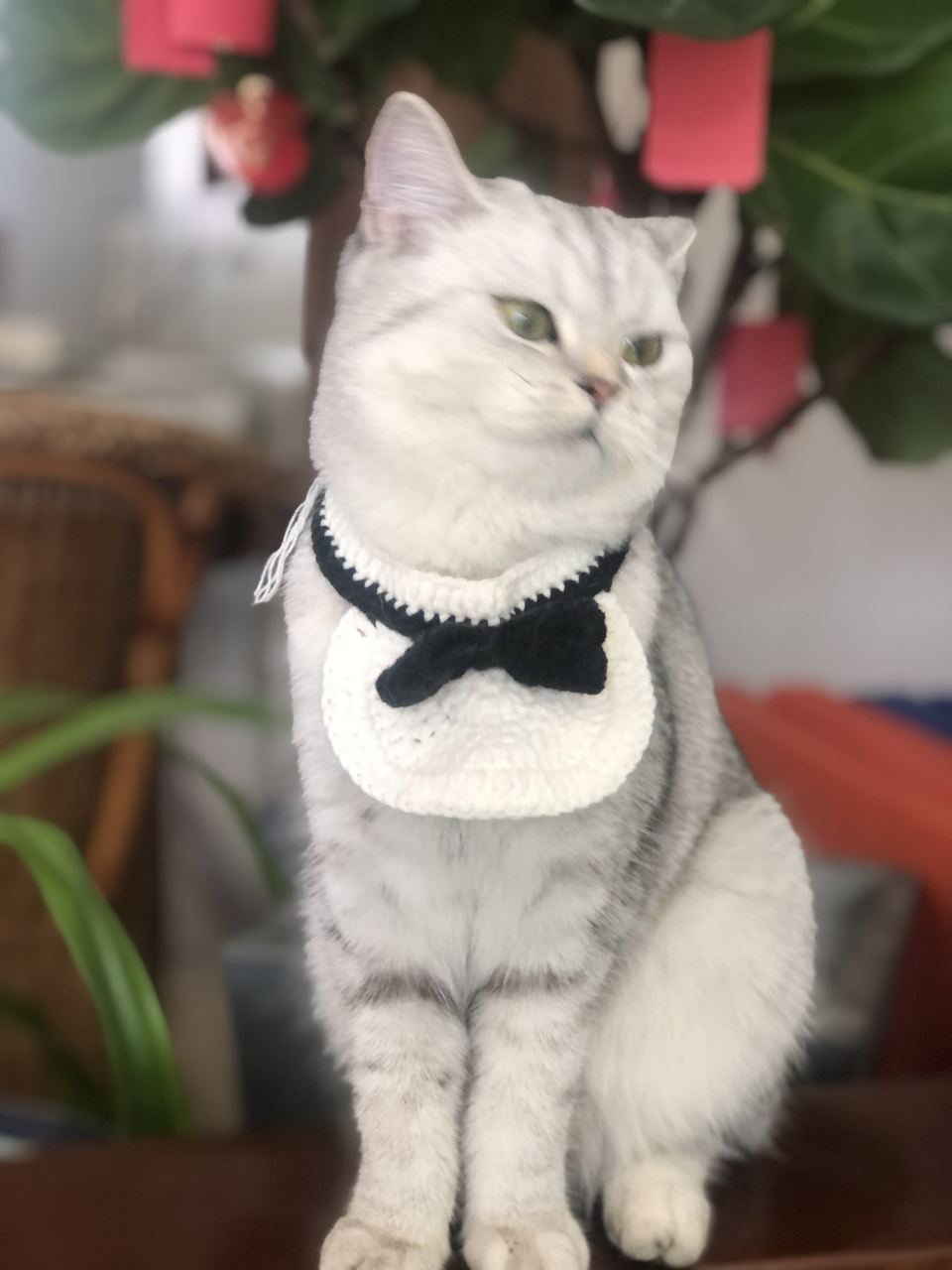 最新黑领结小礼服九张图#萌宠# #猫咪# ,虎二miu美照跟新啦!