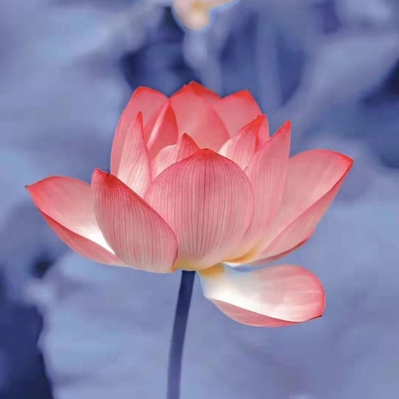 微信头像 分享一波头像