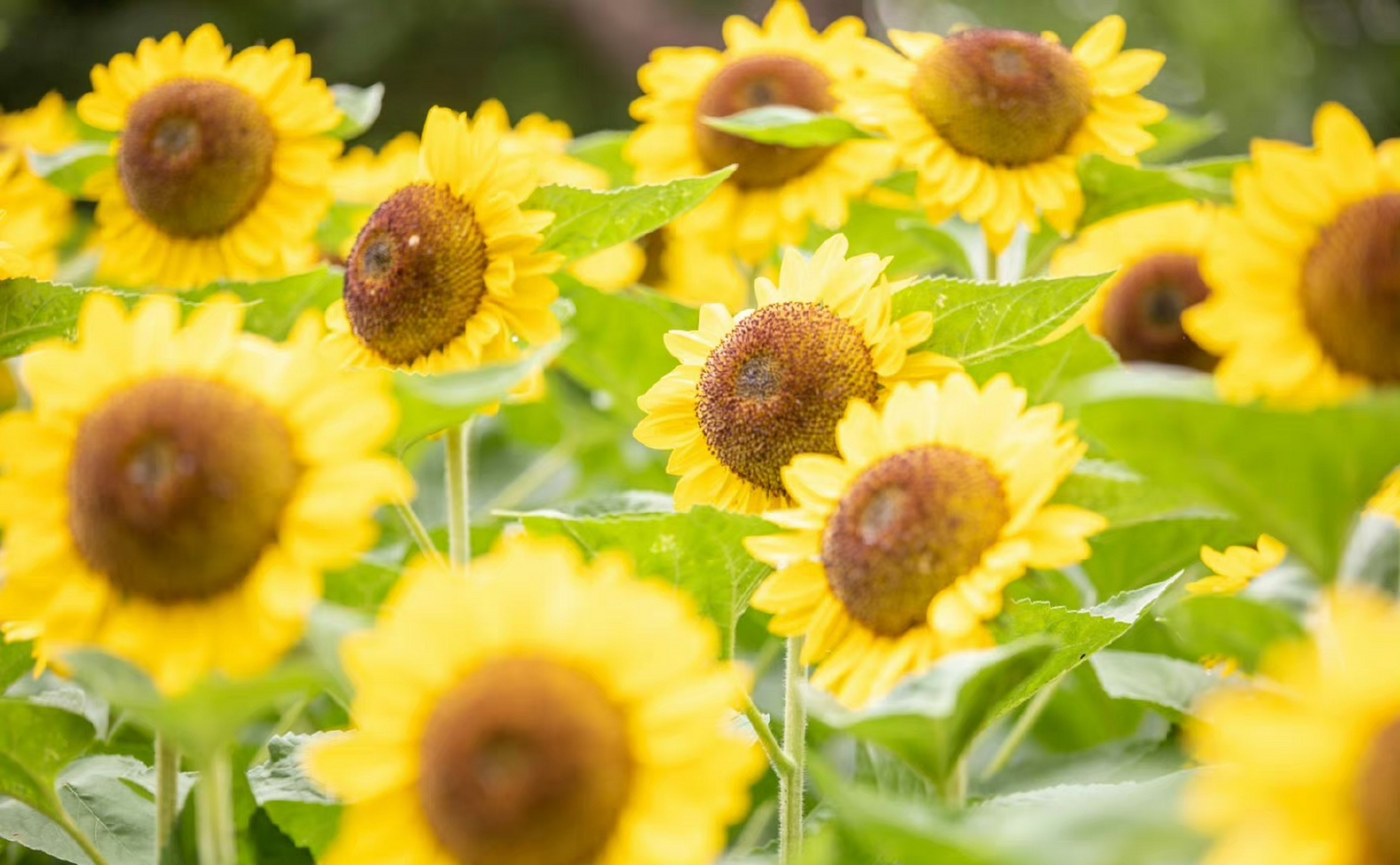 七月你好,向日葵开得温暖灿烂,金灿灿的,好有活力,生命的意义就是这样