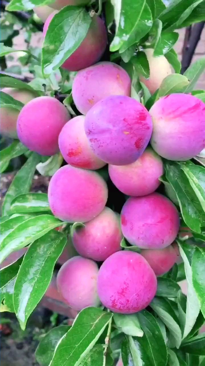 东北耐寒龙源秋李子苗,3公分李子树