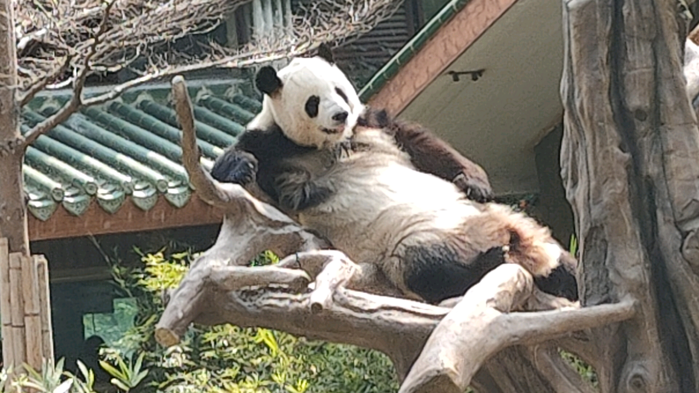 广州动物园大熊猫雅一 雅一太可爱了,国宝级就是国宝,连待遇也是皇帝