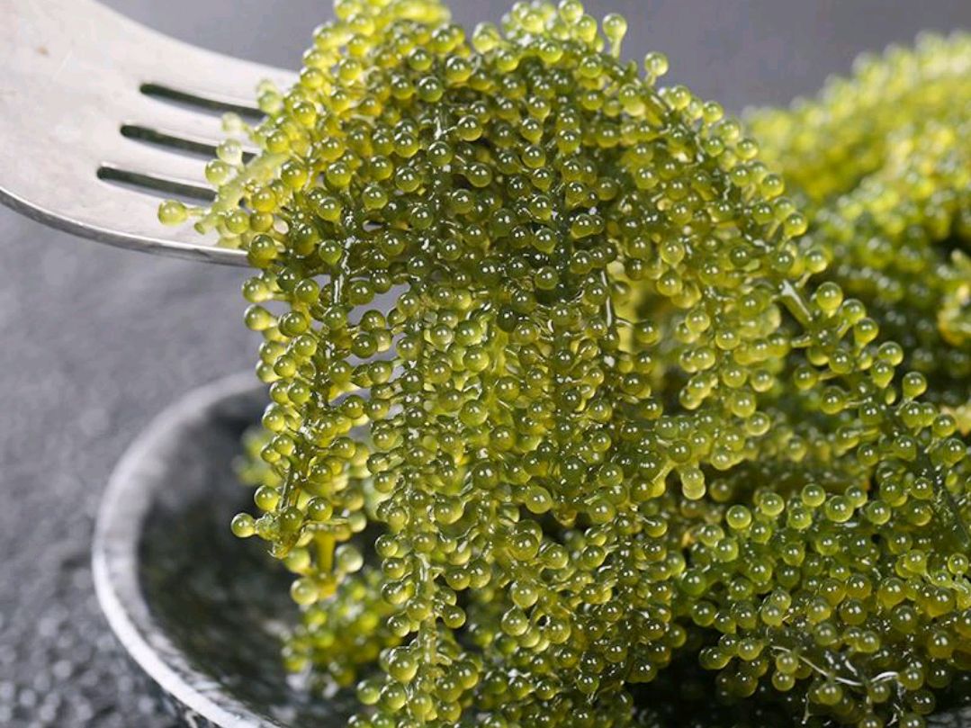 营养丰富的海葡萄