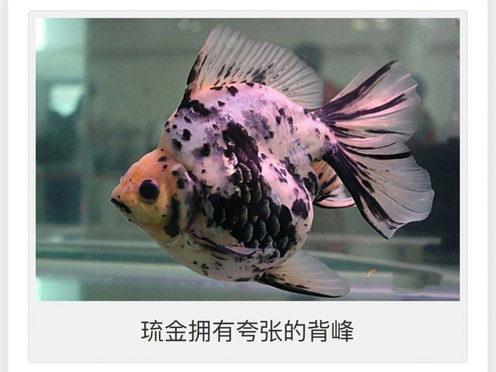 鎏金金鱼,体型短而圆,眼球正常,头尖,各鳍发达,四开大尾#观赏鱼