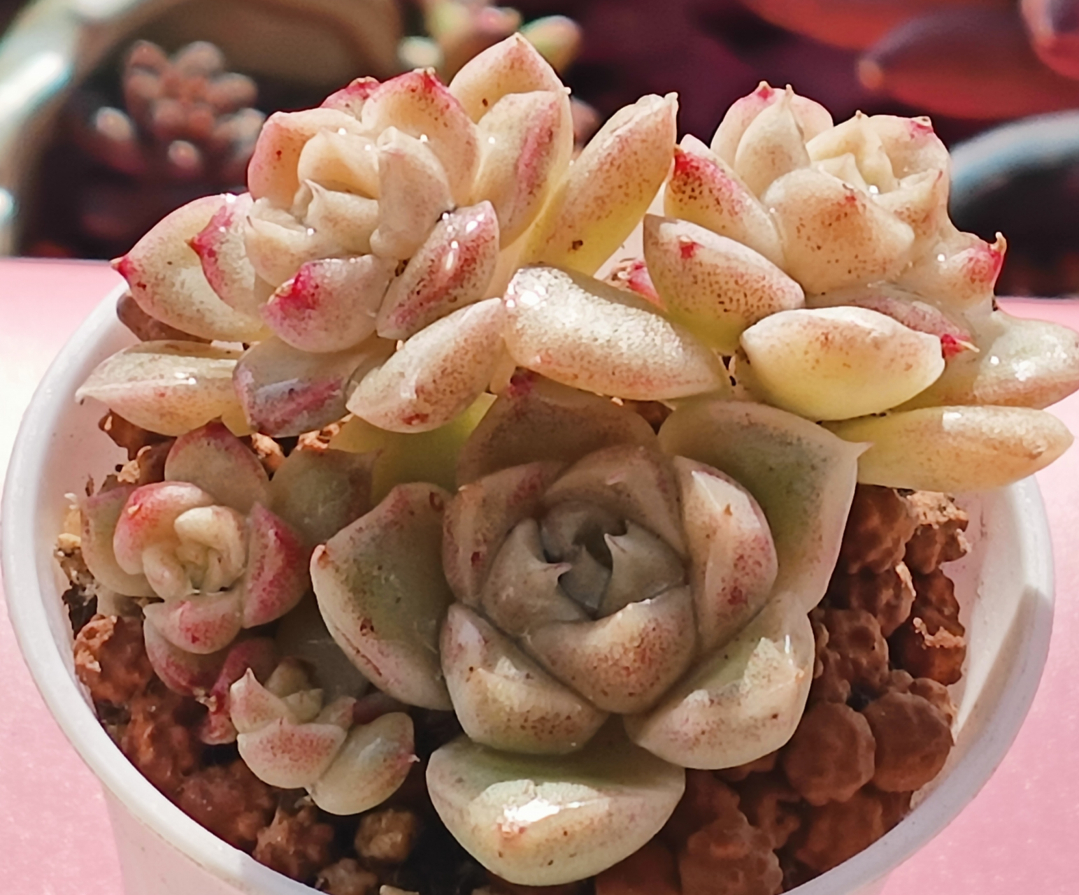 图一小浣熊,暗纹怪多肉,比较好养.