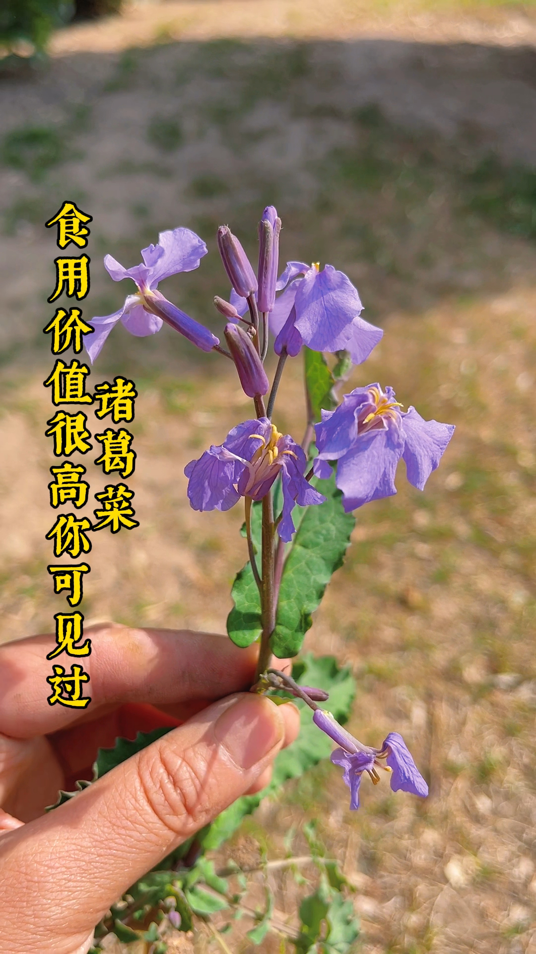 农村这种野菜诸葛菜有很大的食用价值好多人不认识它