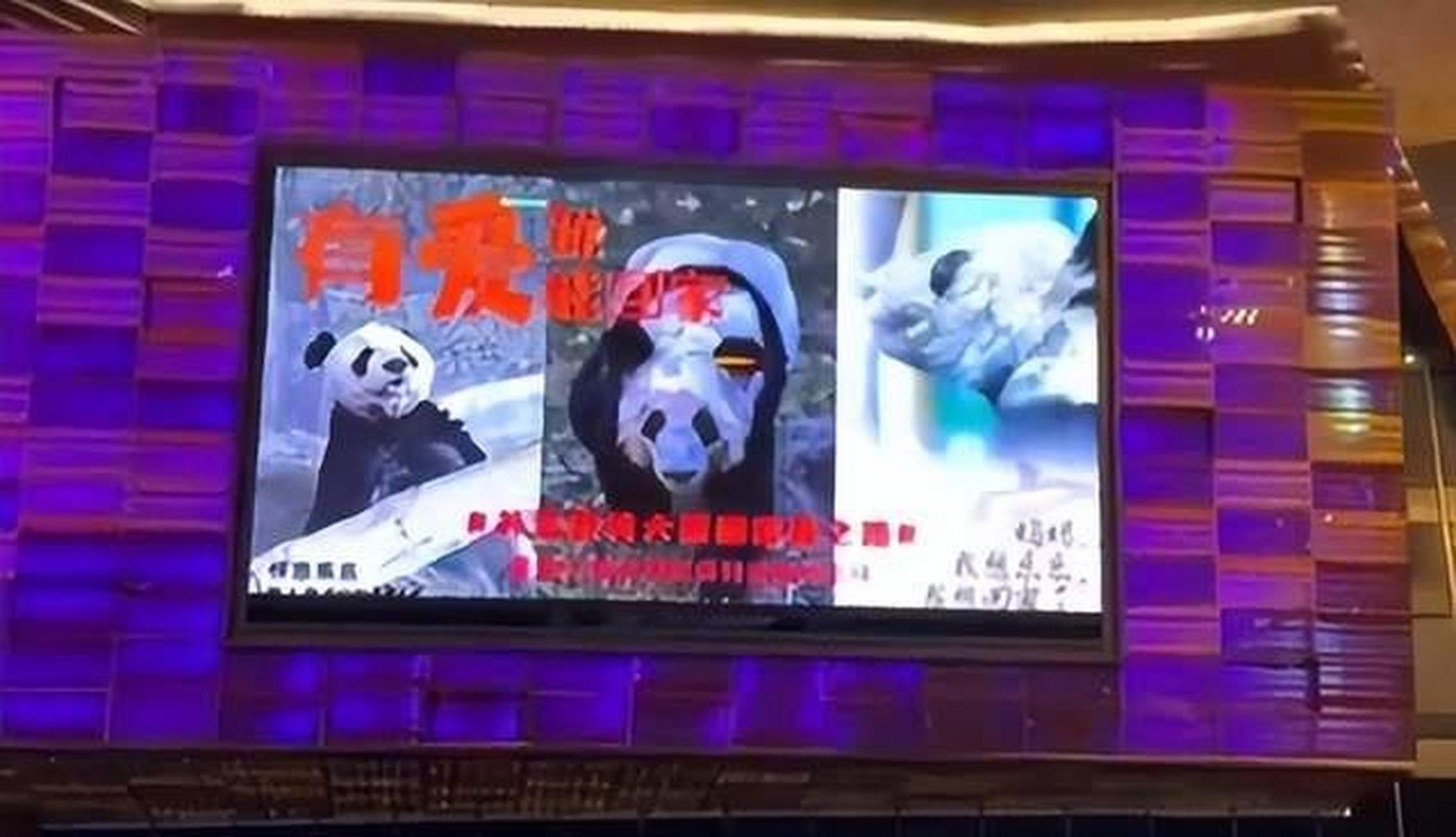 【义乌一商场大屏现巨幅丫丫海报】 3月5日,浙江义乌一商场大屏出现