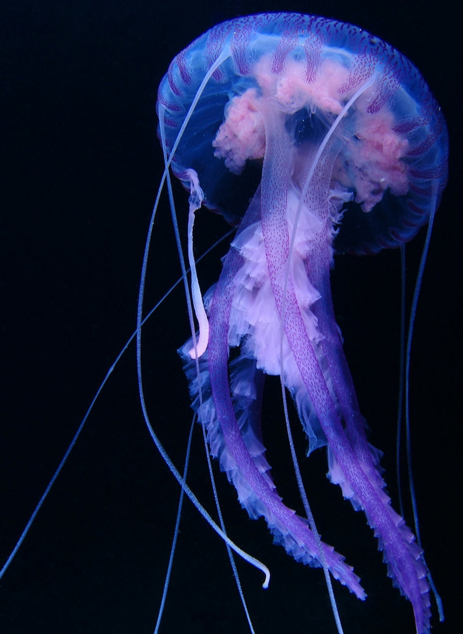 pelagia noctiluca 夜光游水母 67