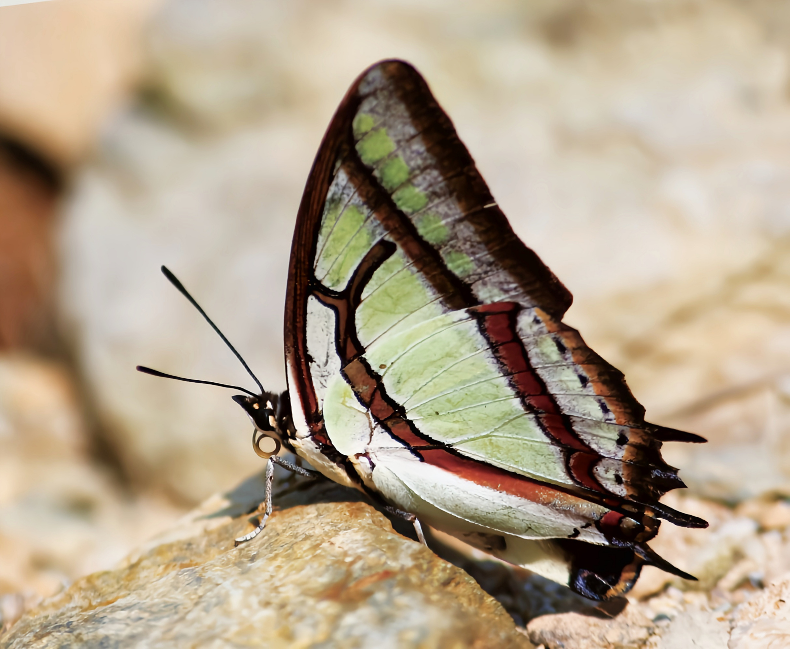 每天认识一种昆虫——二尾蛱蝶 二尾蛱蝶别名弓箭蝶,是鳞翅目,蛱蝶科
