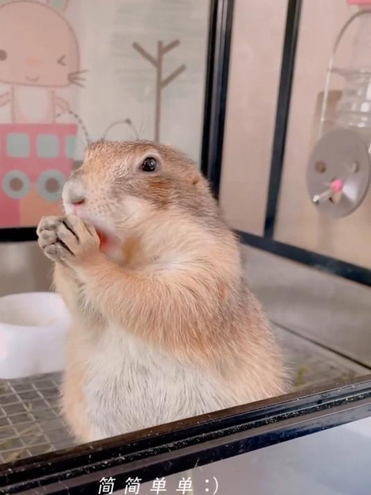 哈尼吃西瓜系列黑尾土拨鼠