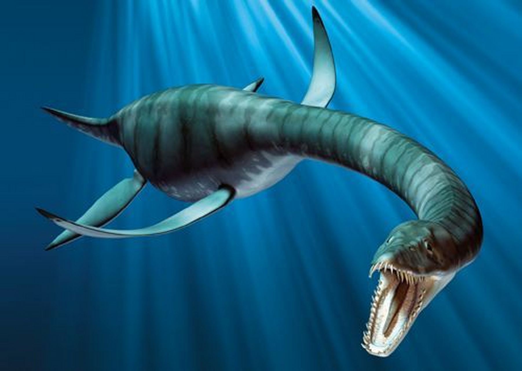 从三叠纪晚期出现到侏罗纪已遍布世界各地,白垩纪末期