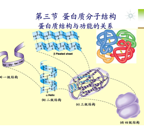 sulfo-cy5-peg-ova 水溶性cy5-聚乙二醇-卵清蛋白