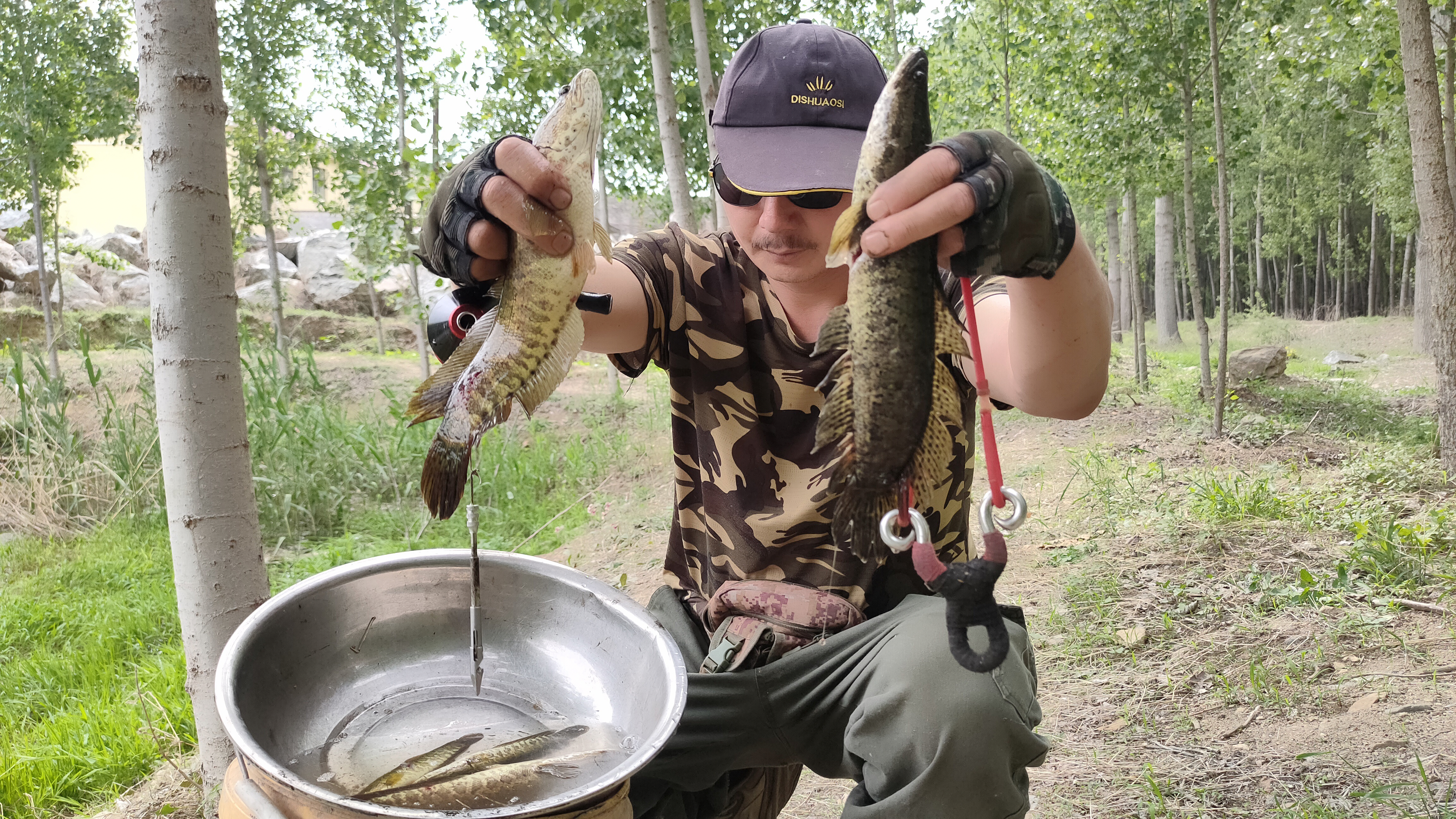 老李的鱼镖技术又有长进,10镖能中八九条黑鱼,这鱼打的太过瘾了