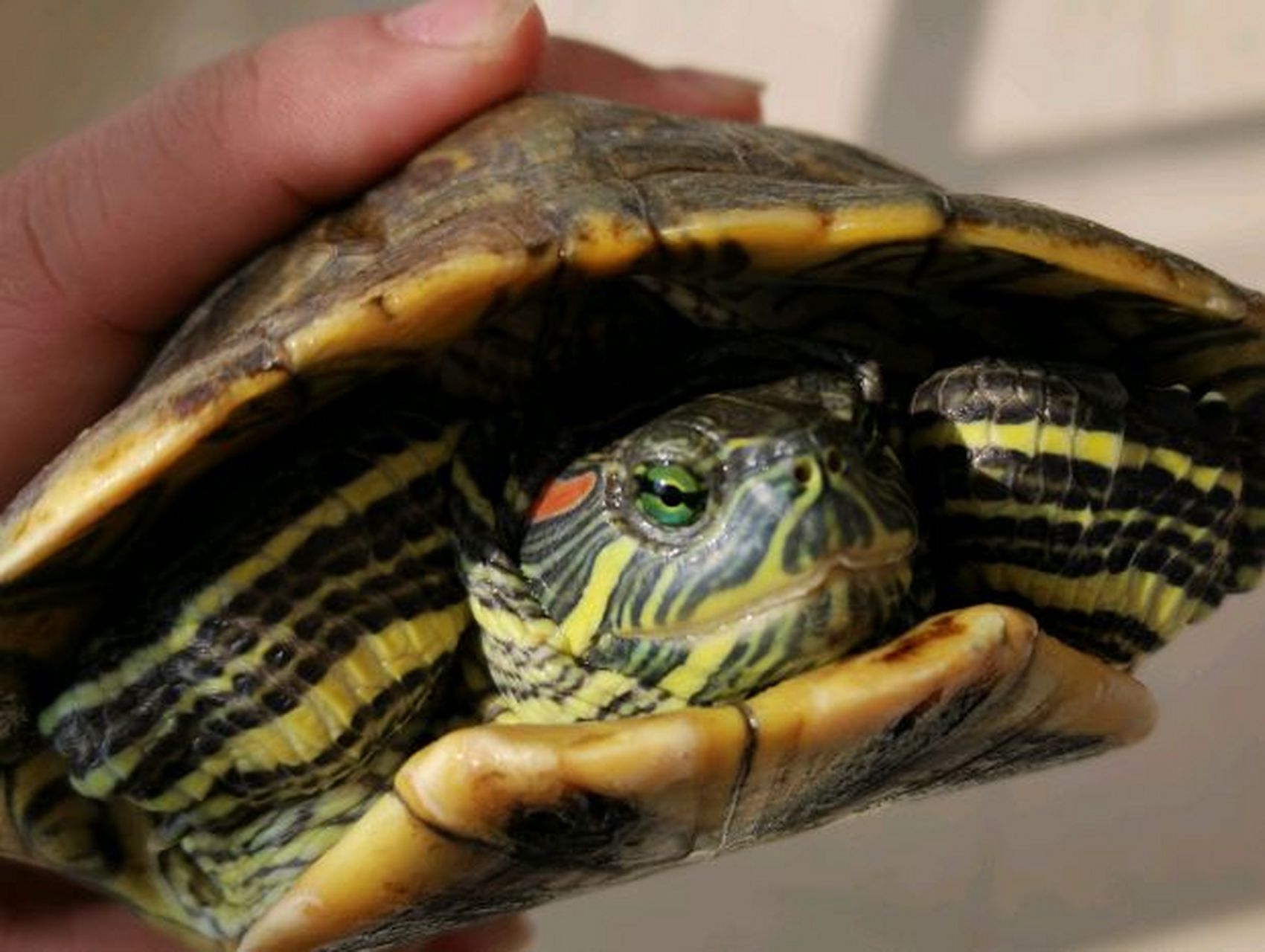 密西西比红耳龟 #密西西比红耳龟