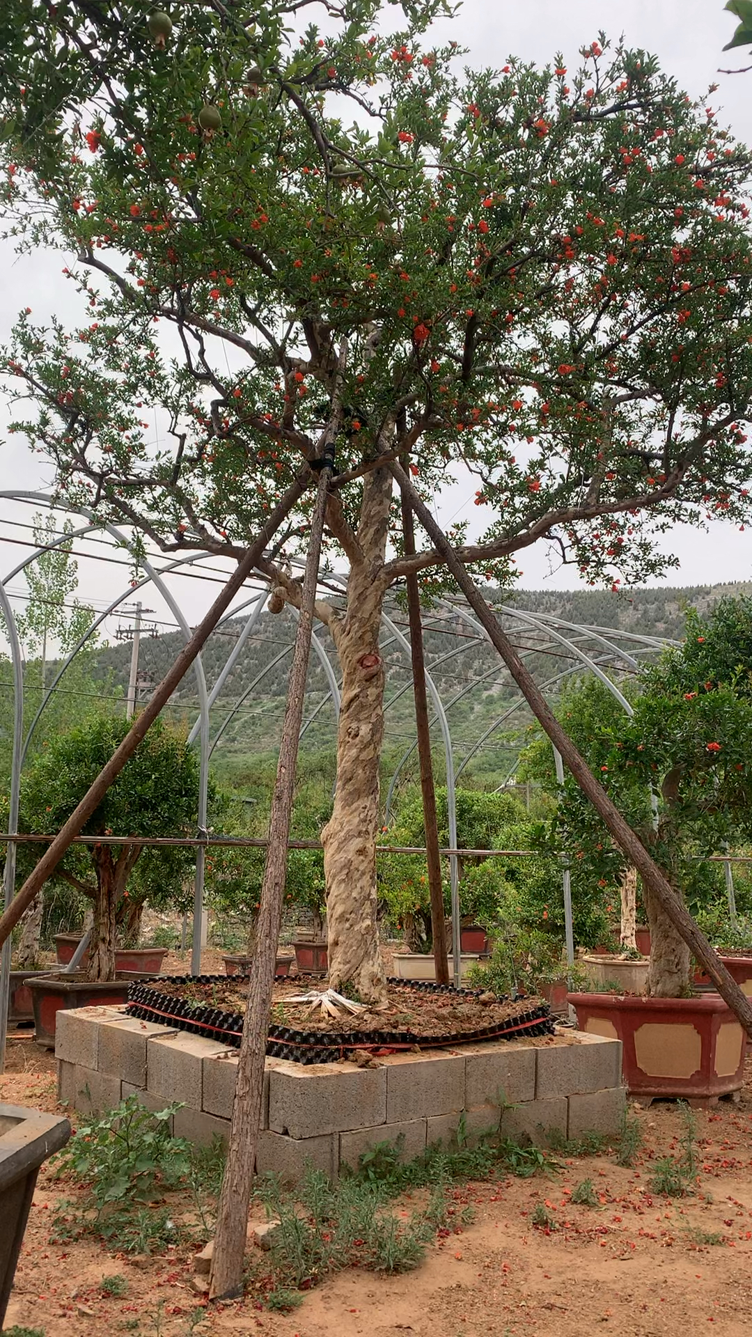 精品高杆大红袍石榴景观树杆直茂圆树行漂亮大气