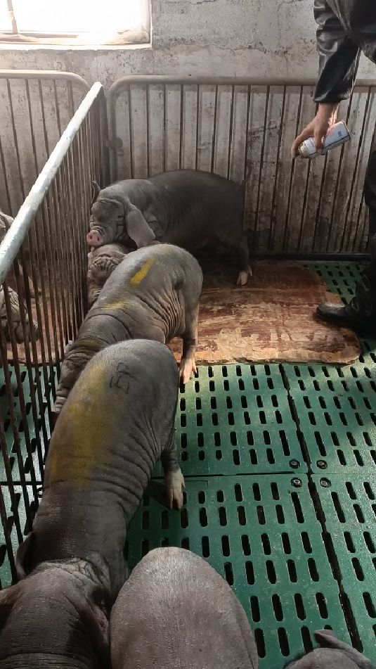 大耳朵梅山母猪价格