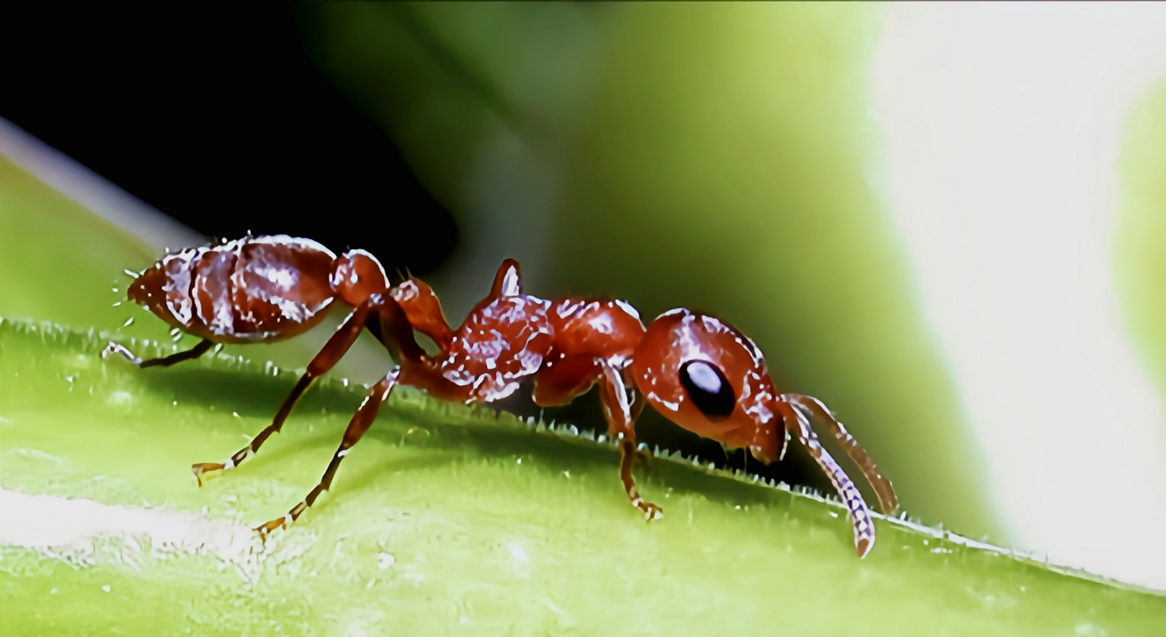 每天认识一种动物——牛角相思树蚁 牛角相思树蚁别名相思树蚁,牛角