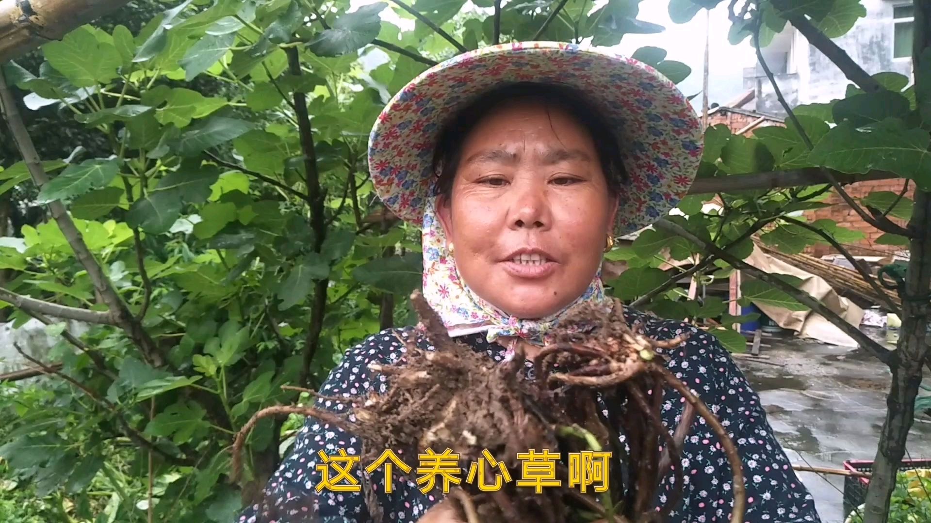 大姐自家后院种的植物养心草,全草可药用,口味清香还能作蔬菜吃