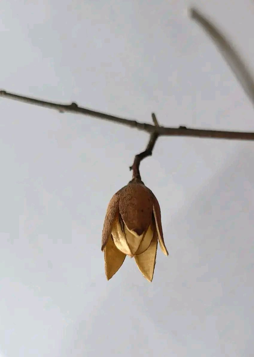 香椿树的果实