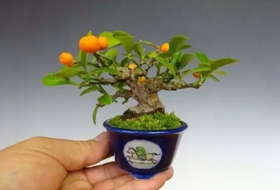 浓缩中的精华——微盆景欣赏