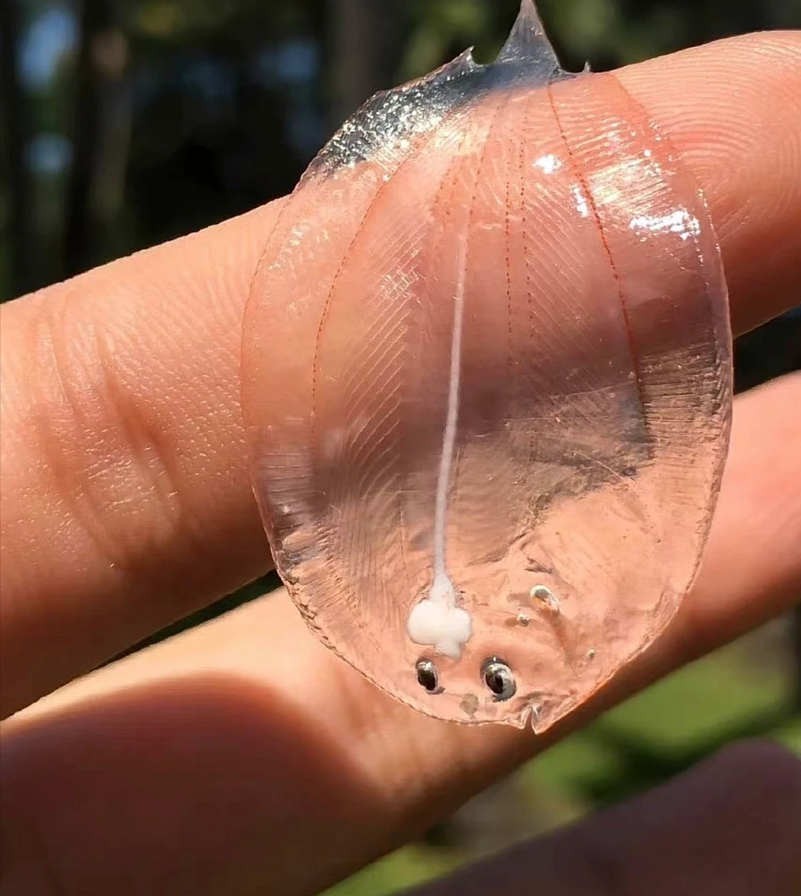 透明的鱼,大自然真是太奇妙了,只有你想不到,没有大自然没有的.