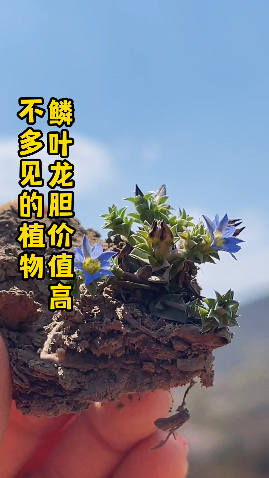 山里罕见植物:鳞叶龙胆别名龙胆地丁!名字很霸气价值也很高,可惜认识