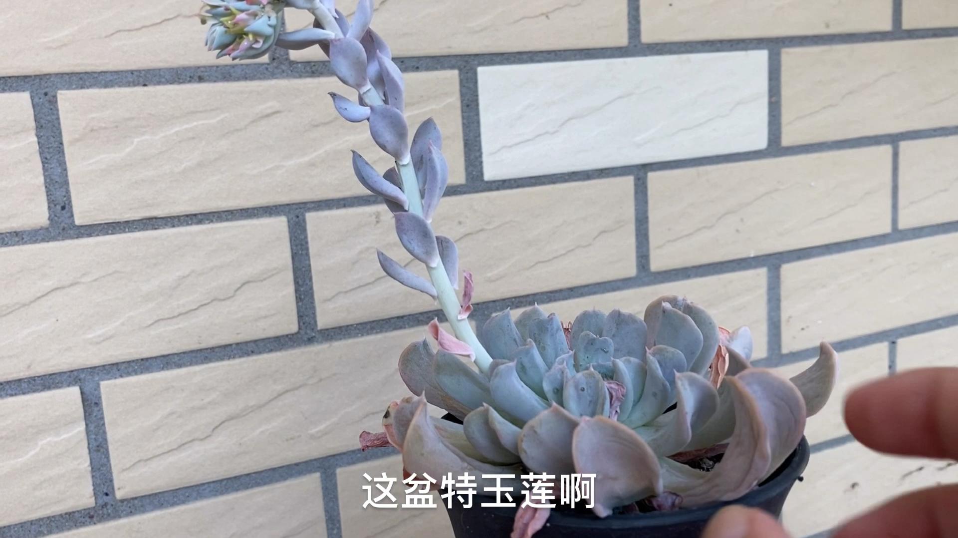 多肉夏季也会开花?花剑蹭蹭长,下手越狠长得越好!