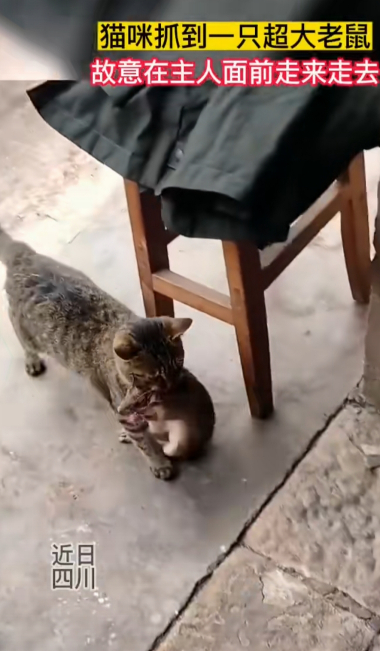 这个小狸花猫厉害,抓老鼠能手!