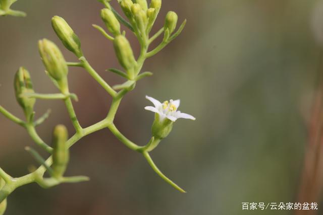 此物名为"九仙草",是清肺止咳"特效药",野外遇见,引起重视