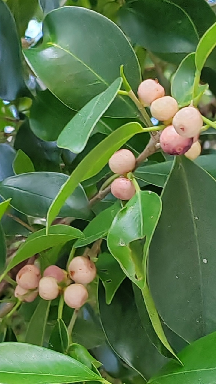 发现新鲜事:原来小叶榕的果子这么可爱,像彩色的迷你汤圆