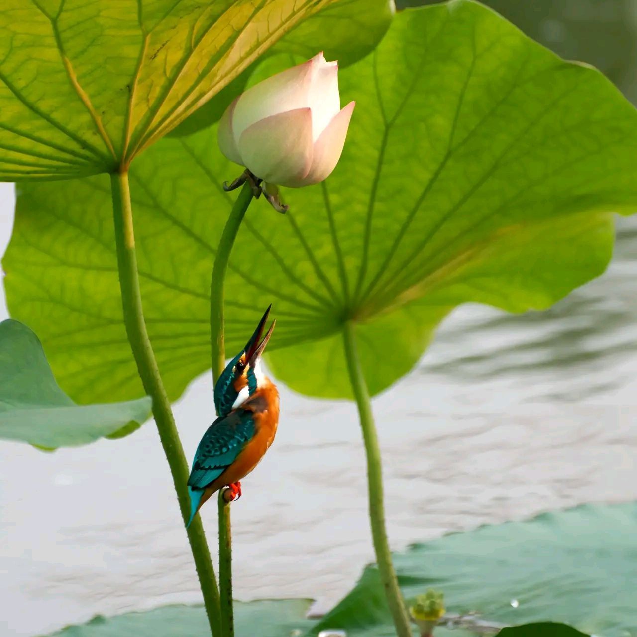 荷花翠鸟最美图片