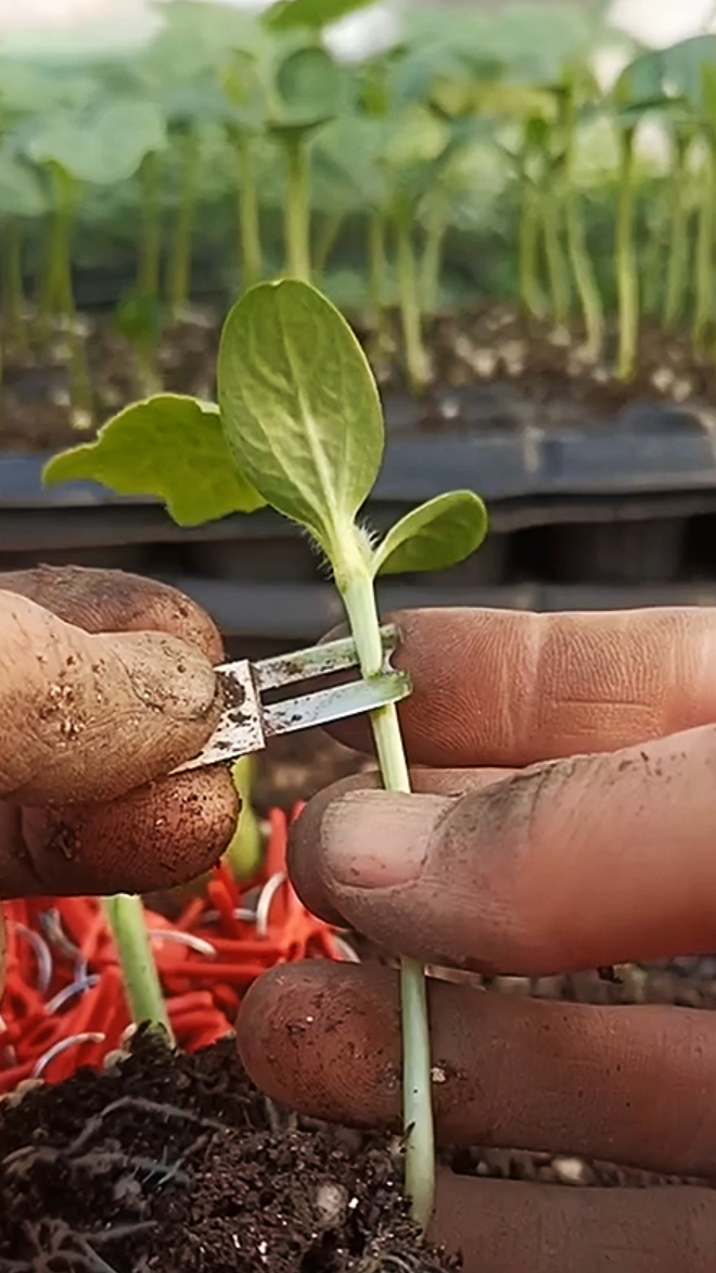 瓜农全新的西瓜嫁接方法真牛,成活率高操作速度快