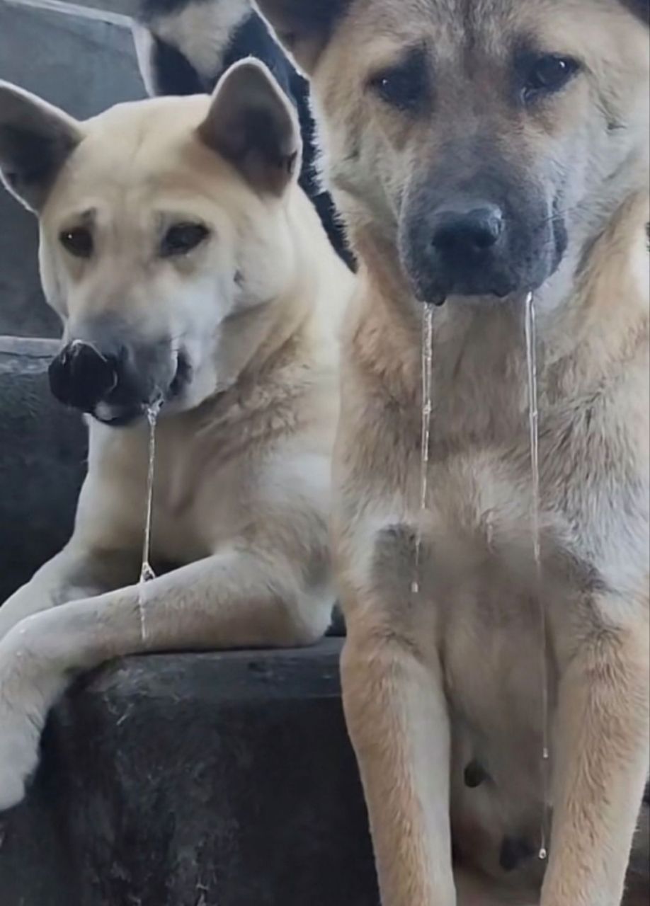 狗狗频繁舔嘴巴咽口水图片