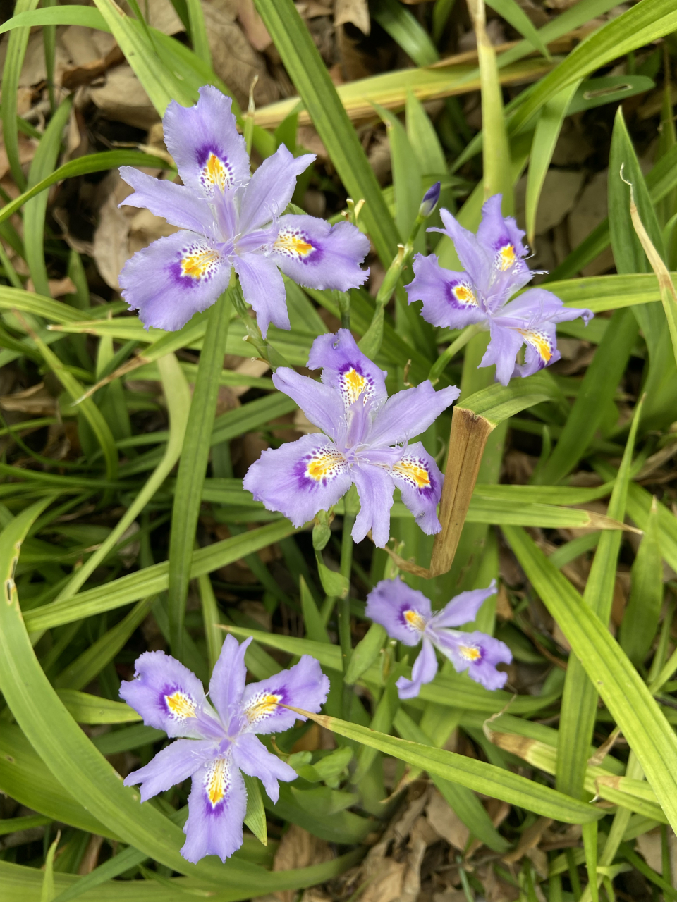 蝴蝶花. 叫蝴蝶的植物真是多,要么形似,要么神似,要么神形兼备.