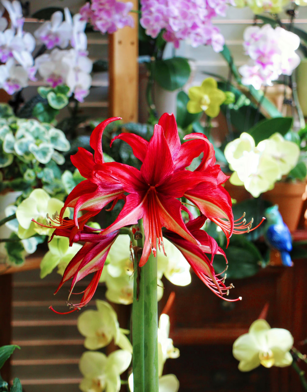 朱顶红 拉巴斯 依然是细瓣长蕊的典型代表.