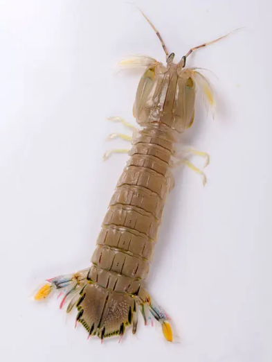 虾爬子什么季节最肥?