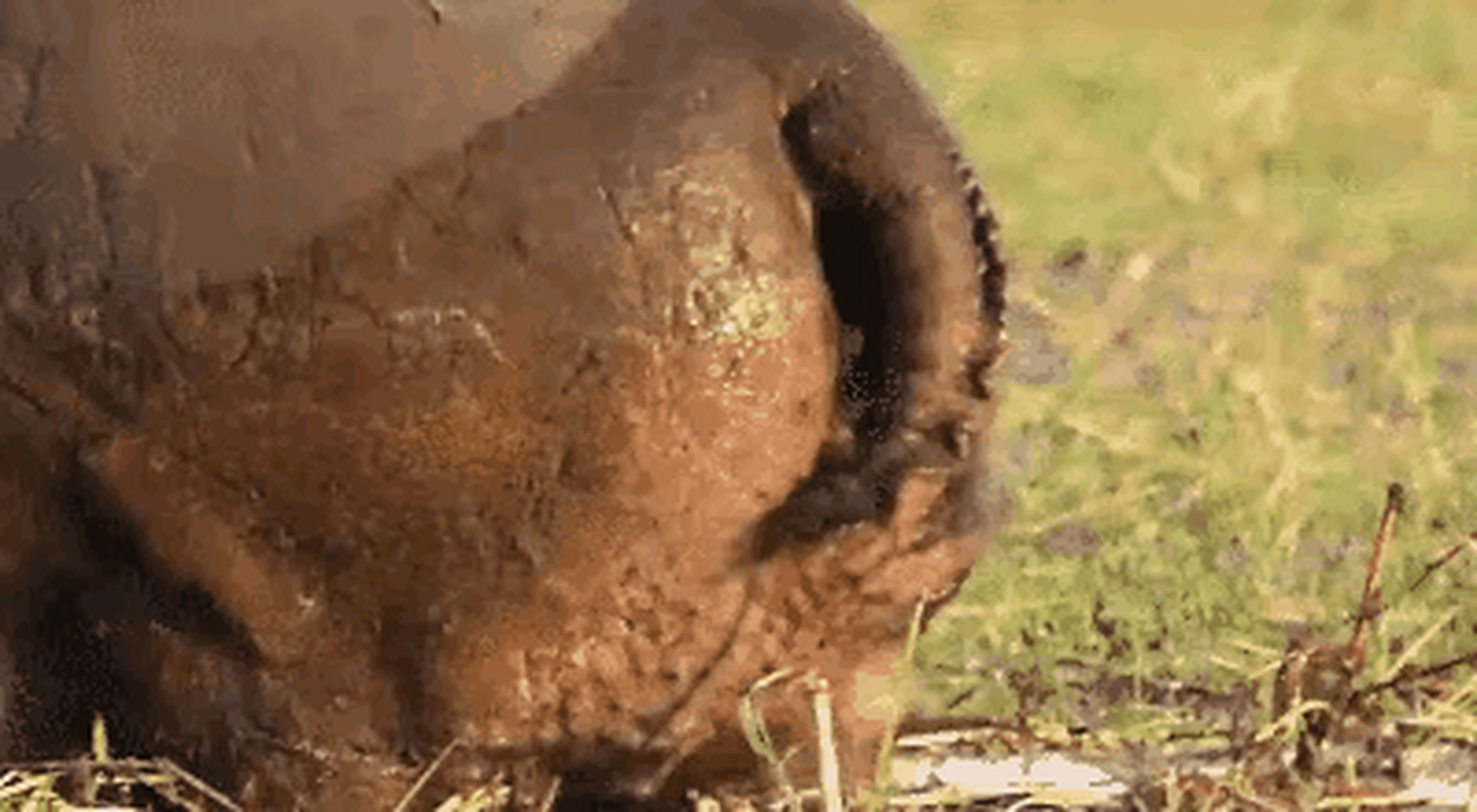 非洲马拉河有4000只河马,每天拉出320吨粪便,每年有数万鱼类被活活憋