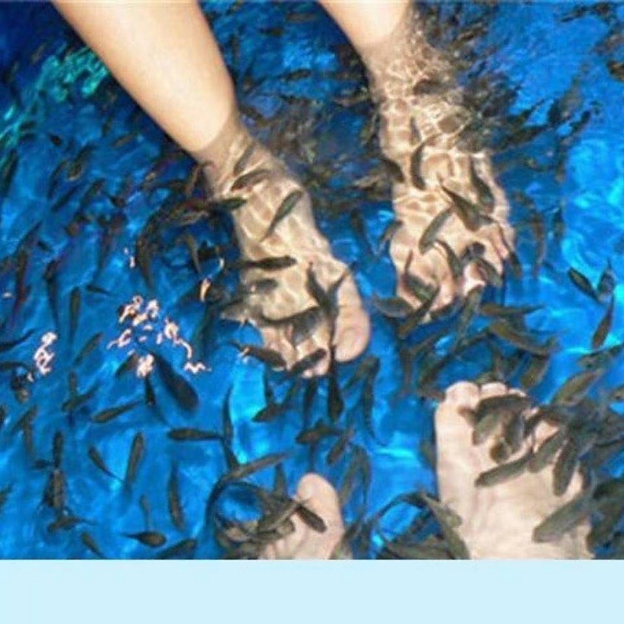 原来足疗的鱼叫做星子鱼,又名亲亲鱼,温泉鱼疗常用的的就是这种鱼类.